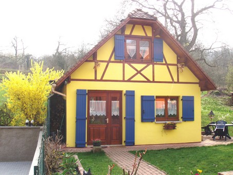 Forsythia à coté du Gîte en Alsace
